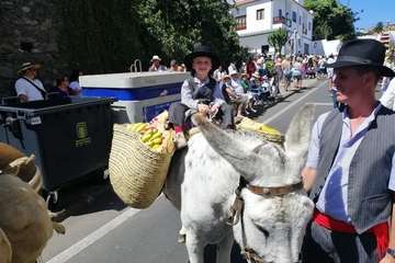 Romería ofrenda a la Virgen del Pino (Foto TA y Antonio Alí)